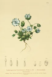 ブルーフェルトワート（Lomatogonium Carinthiacum）
